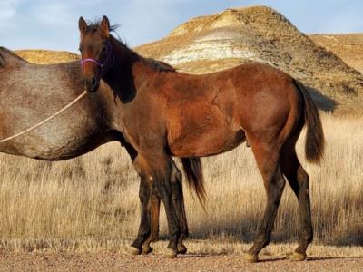 Top Gun Stingray JW <BR> AQHA 6163164